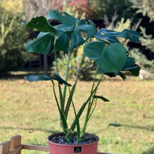 Monstera Macetero Zaia 20cm Rosa