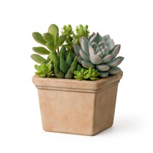 Mini Maceta 11 cm Siena Cuadrada
