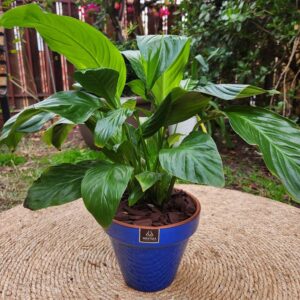 Spathiphyllum con Maceta Kony 19cm Azul