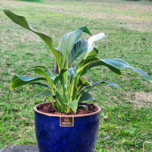 Spathiphyllum Macetero Zafiro 17cm Azul