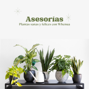 Asesoría Virtual de Jardinería M — 30 Minutos para hasta 6 Plantas — Experta Whenua