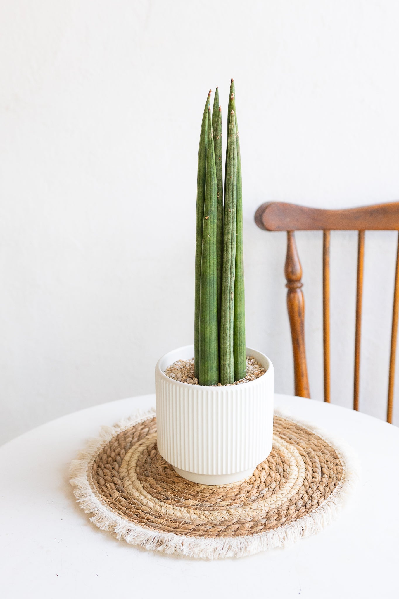 Sansevieria Cilíndrica - Imagen 2