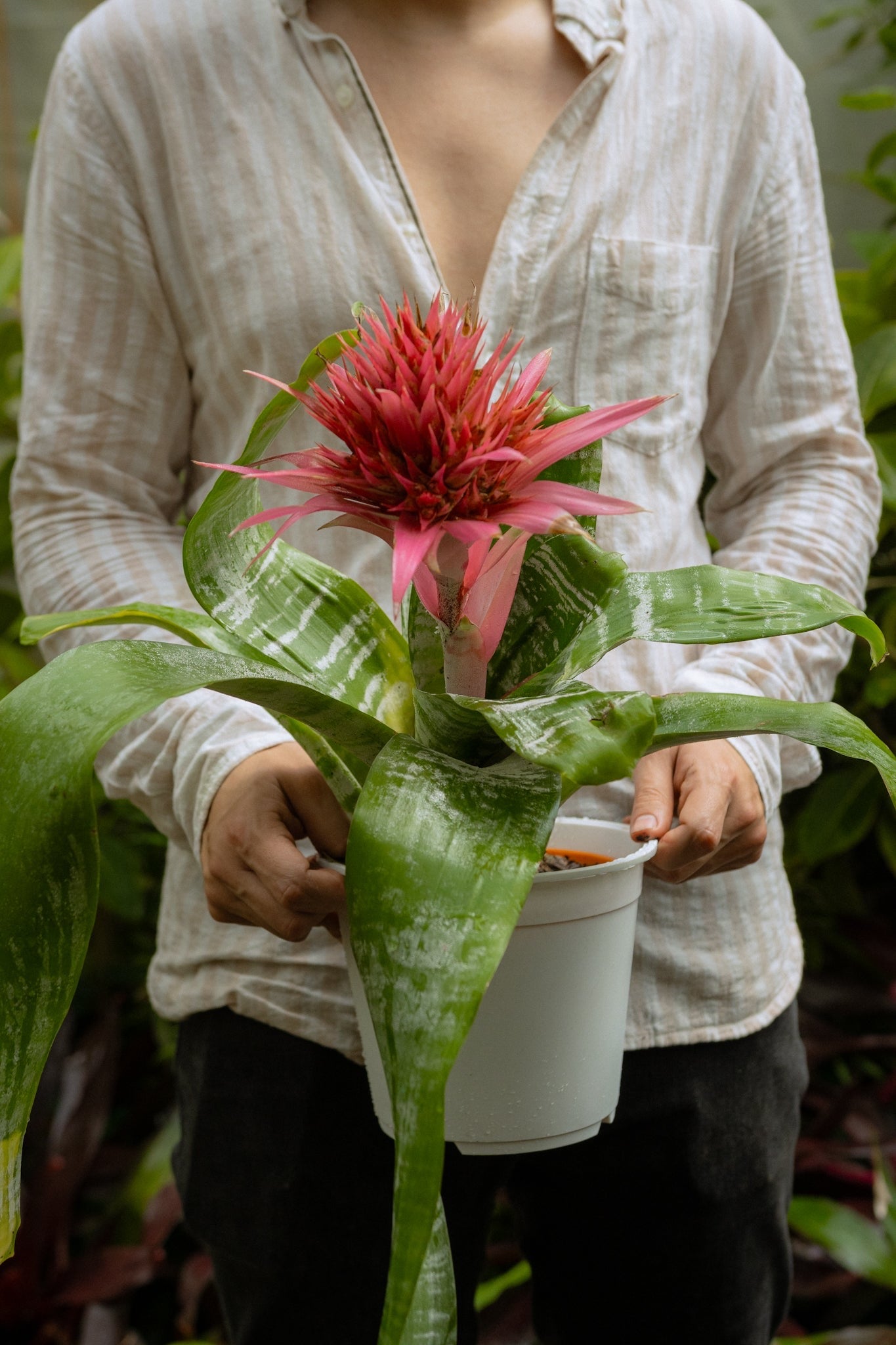 Bromelia - Imagen 14