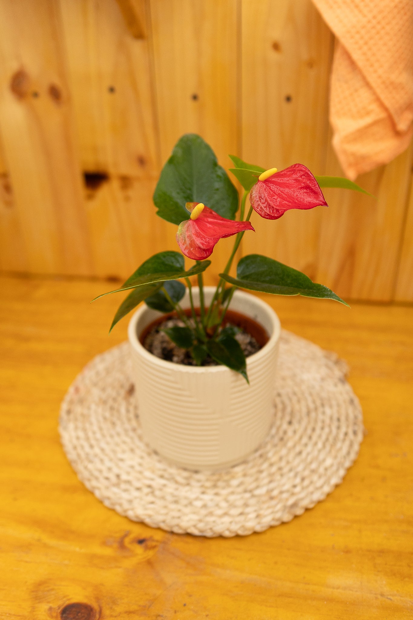 Anturio con flor (Anthurium Andreanum) - Imagen 14