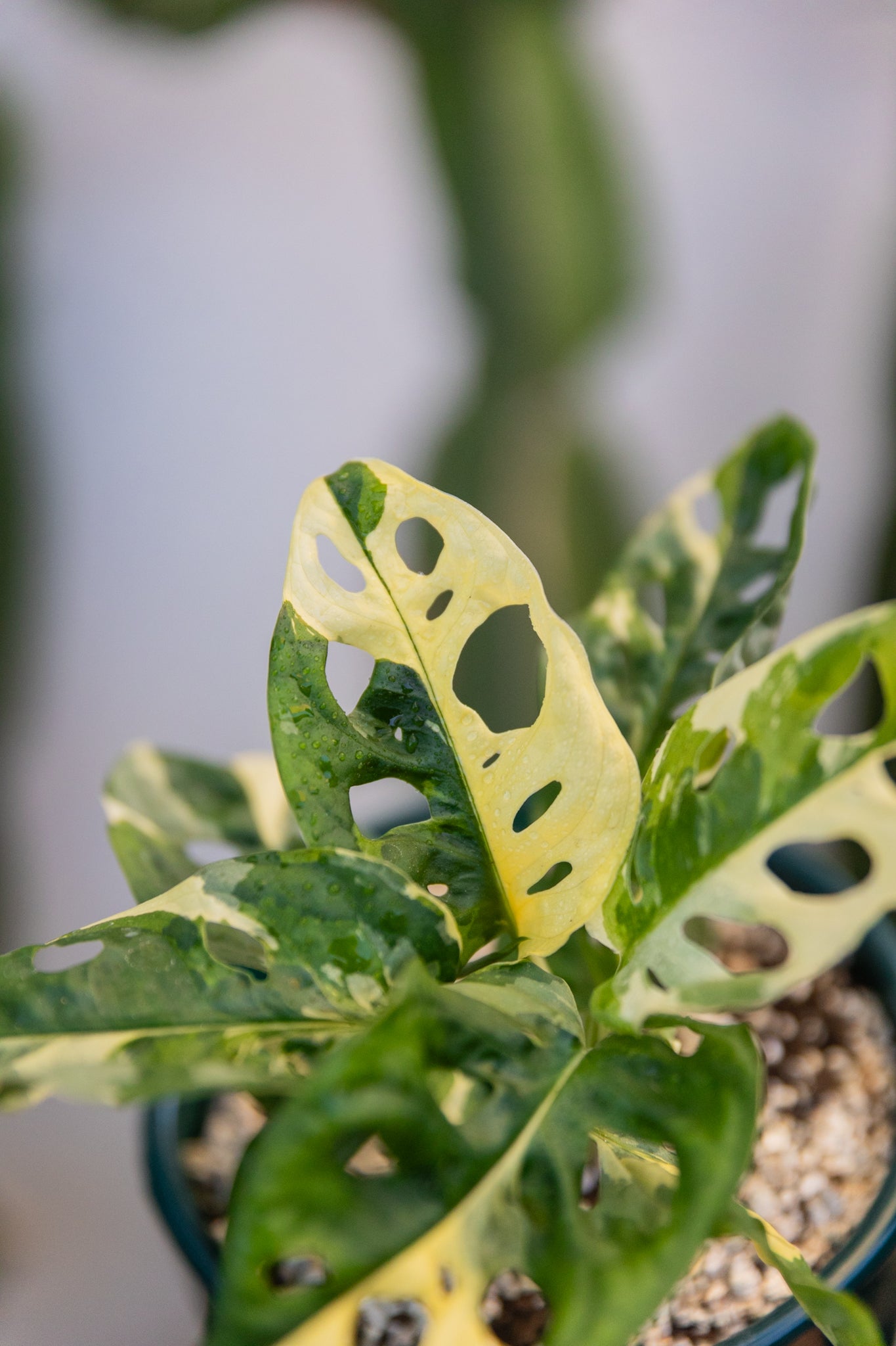 Monstera Adansonii Variegada - Imagen 4