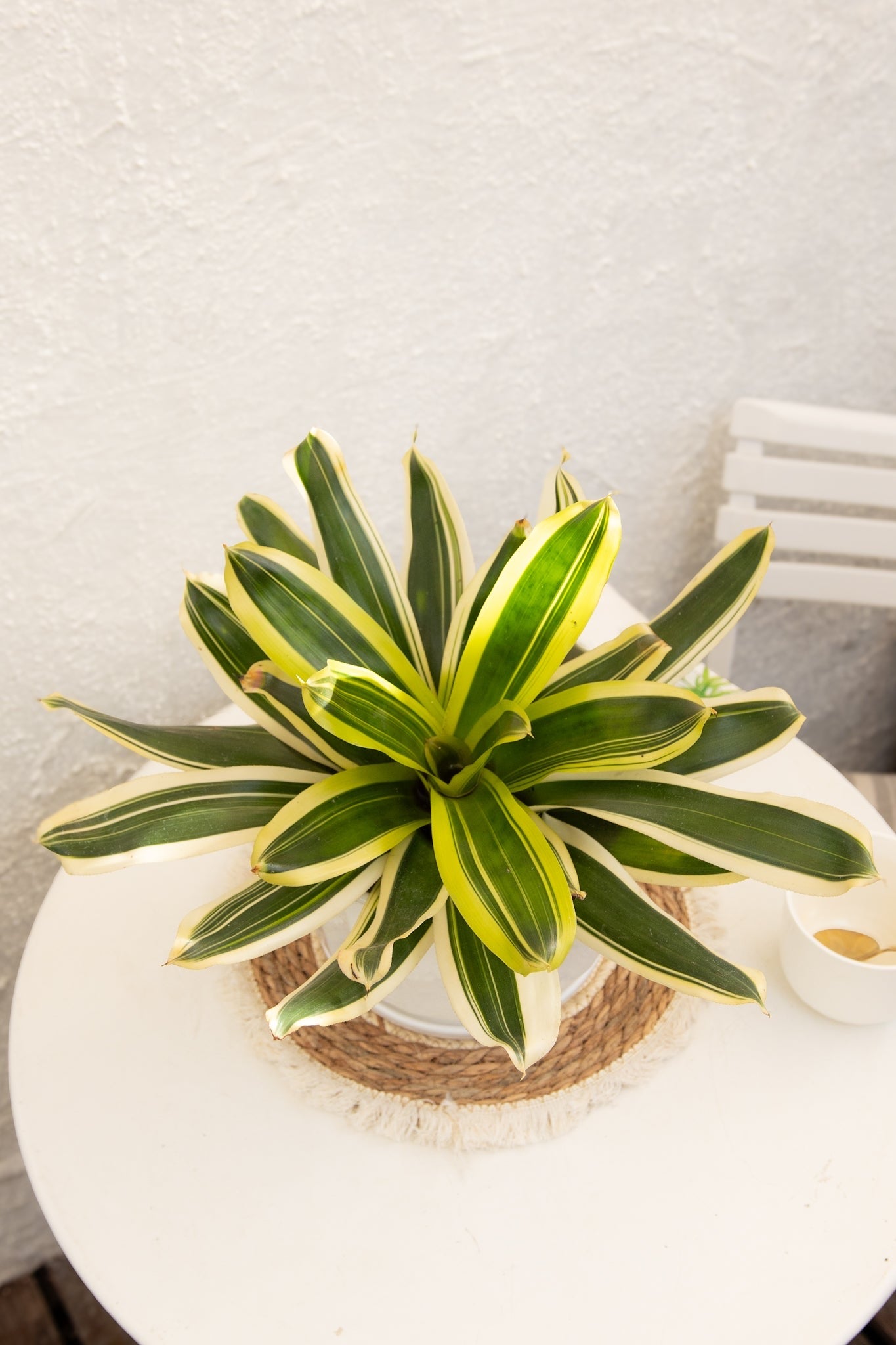 Bromelia - Imagen 20
