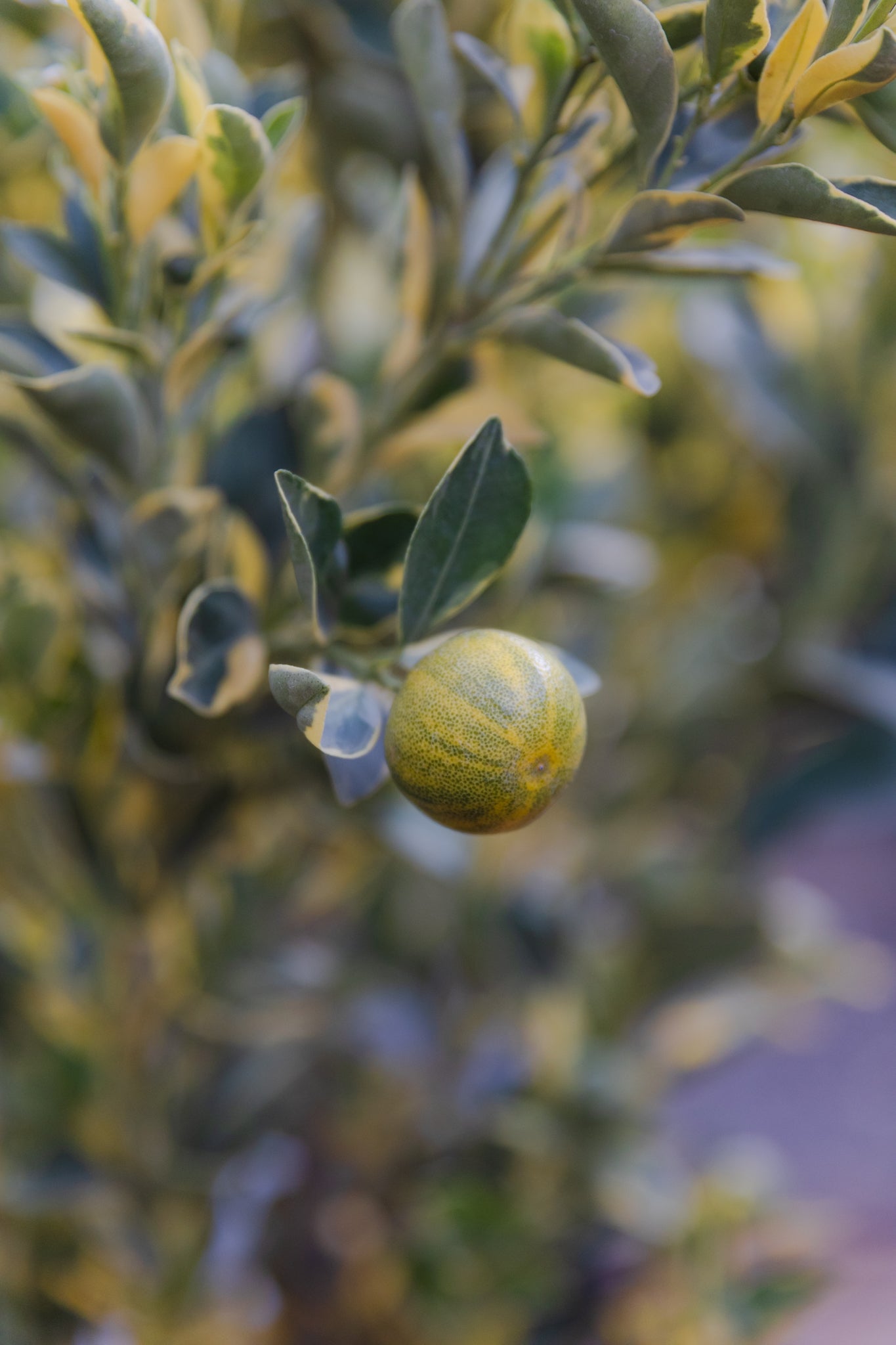Mandarina Variegada - Imagen 3