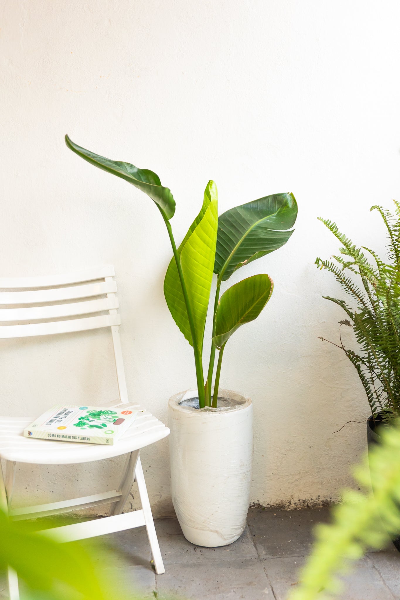 Strelitzia Nicolai - Imagen 2