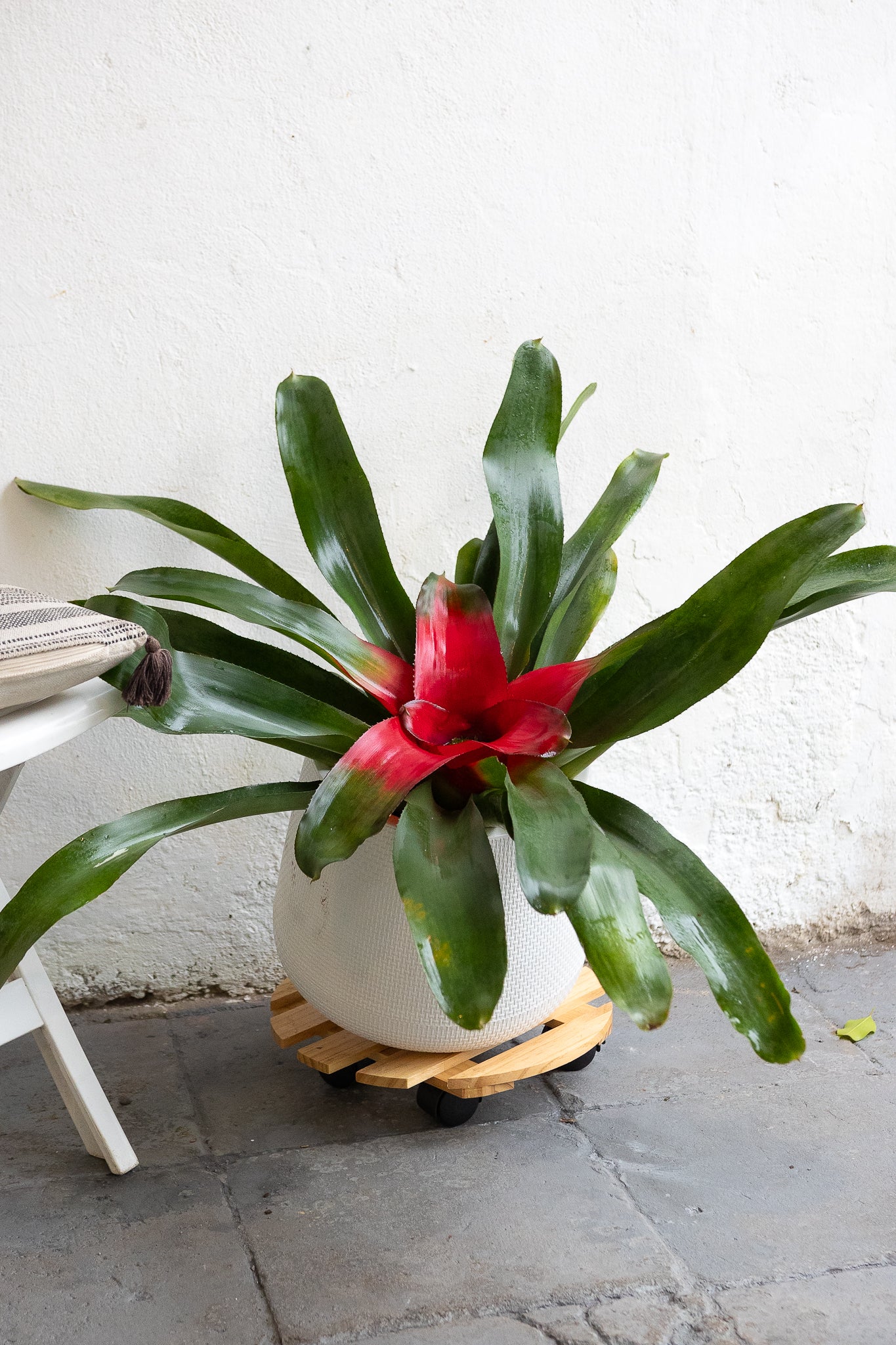 Bromelia - Imagen 5