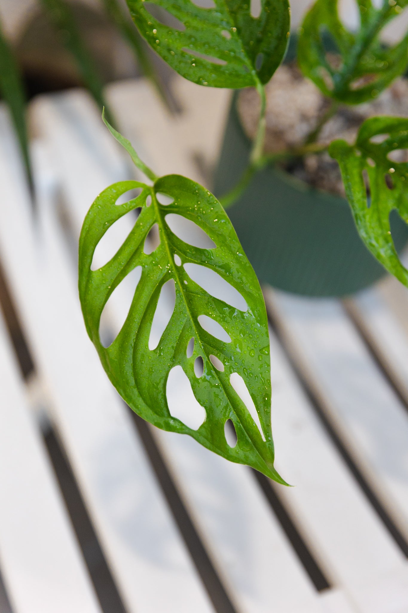 Monstera Adansonii Esqueleto - Imagen 4