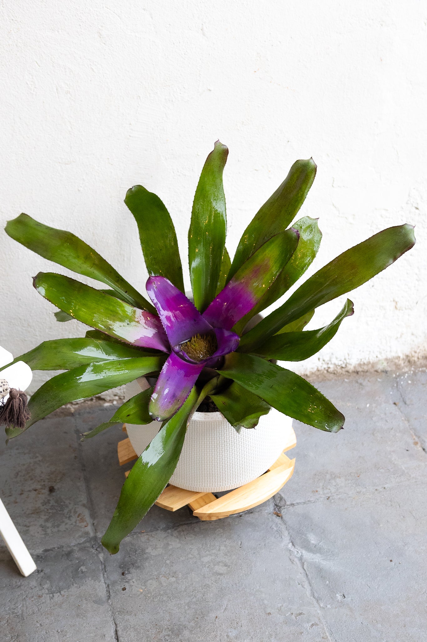 Bromelia - Imagen 3
