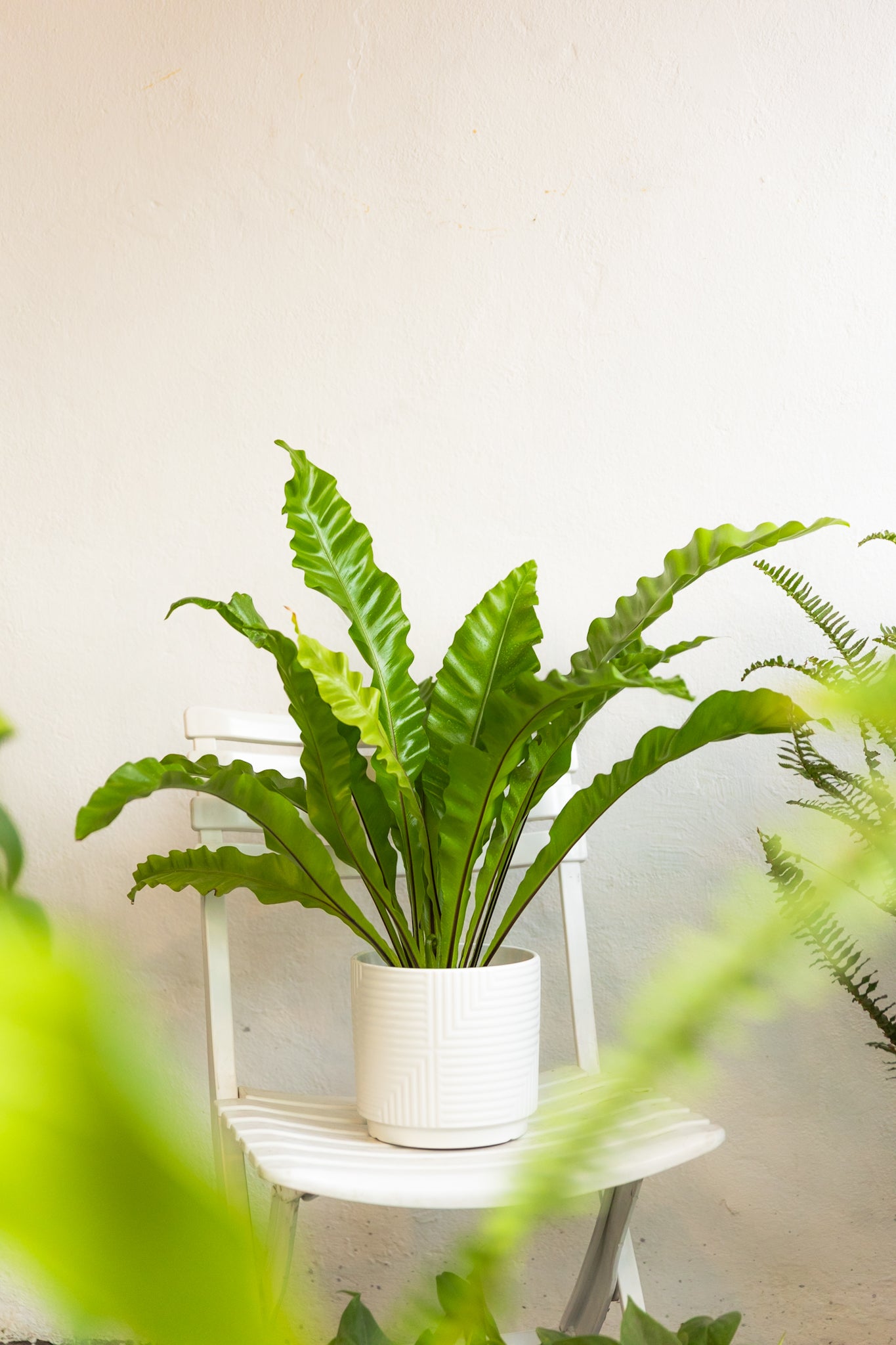 Helecho Asplenium