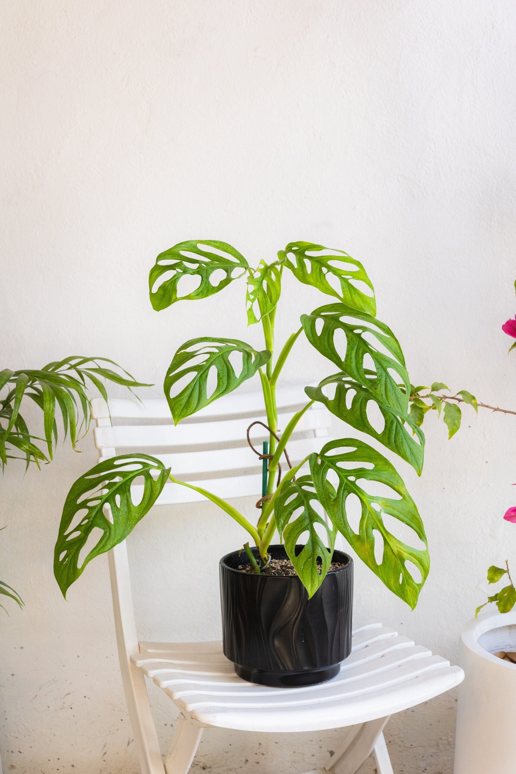 Monstera Adansonii Esqueleto - Imagen 5