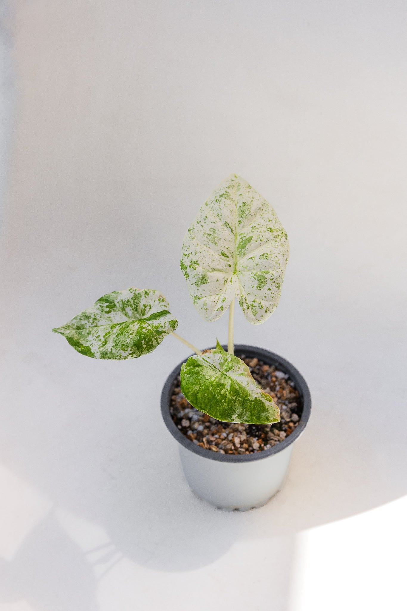 Alocasia Batik - Imagen 2