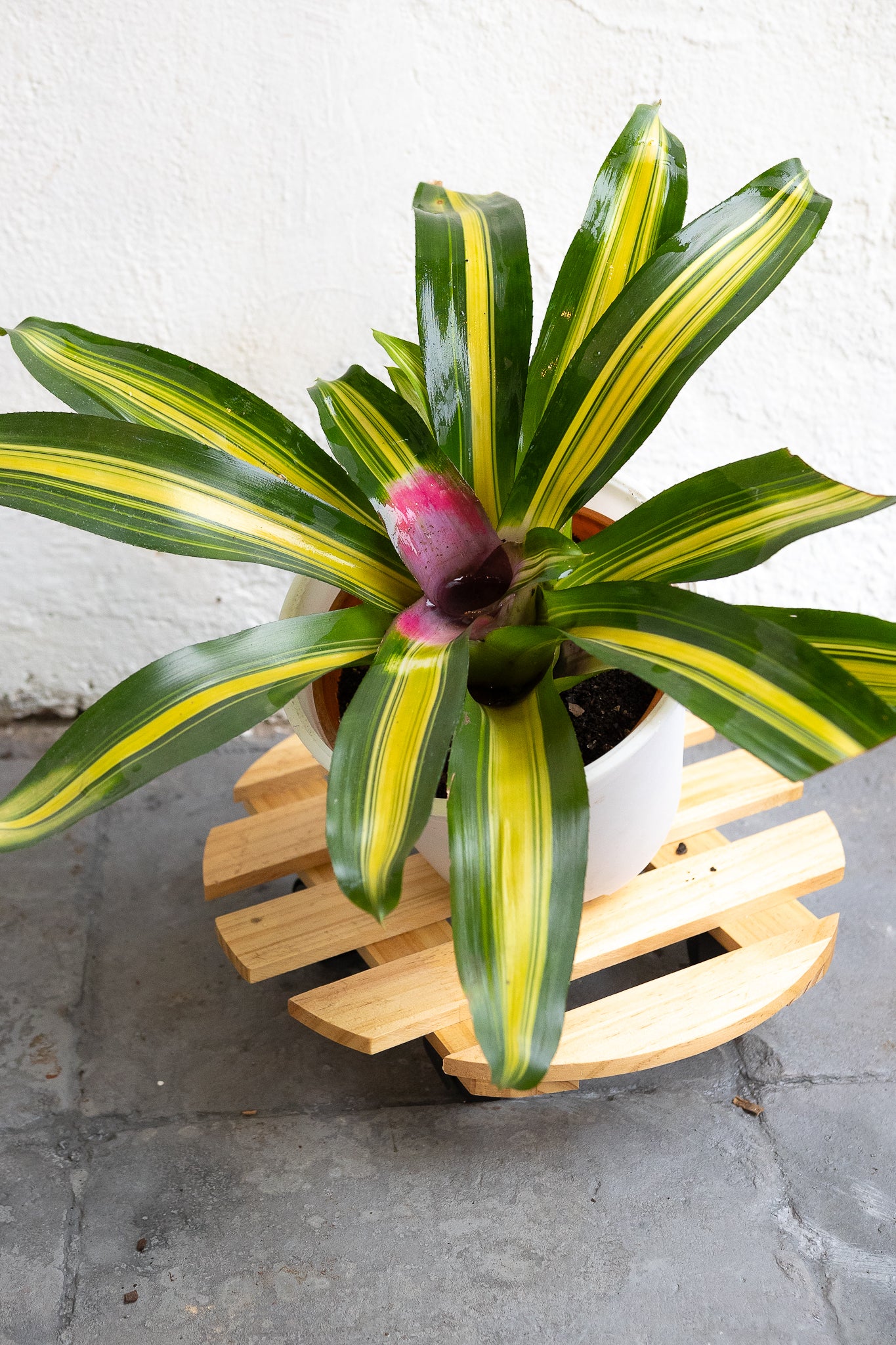 Bromelia - Imagen 12