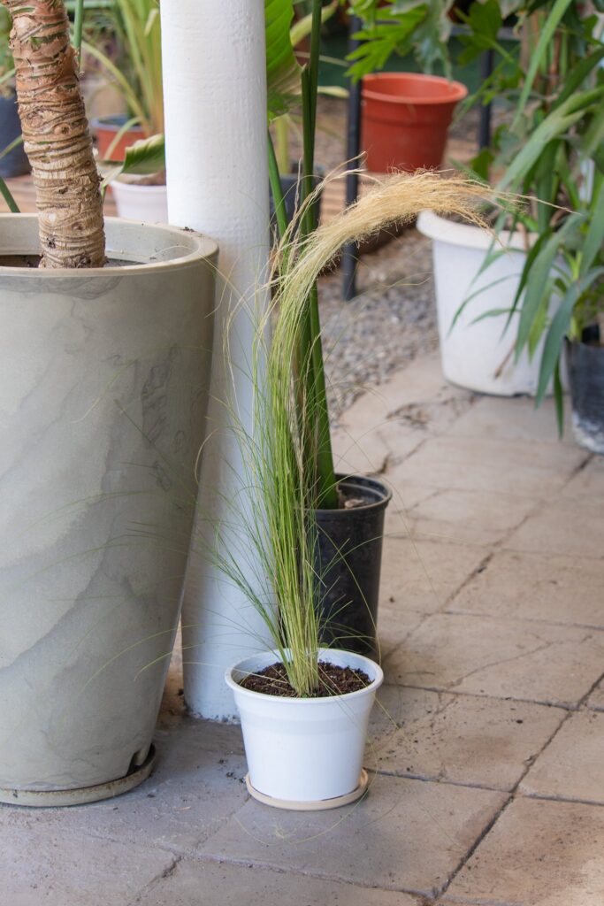 Stipa