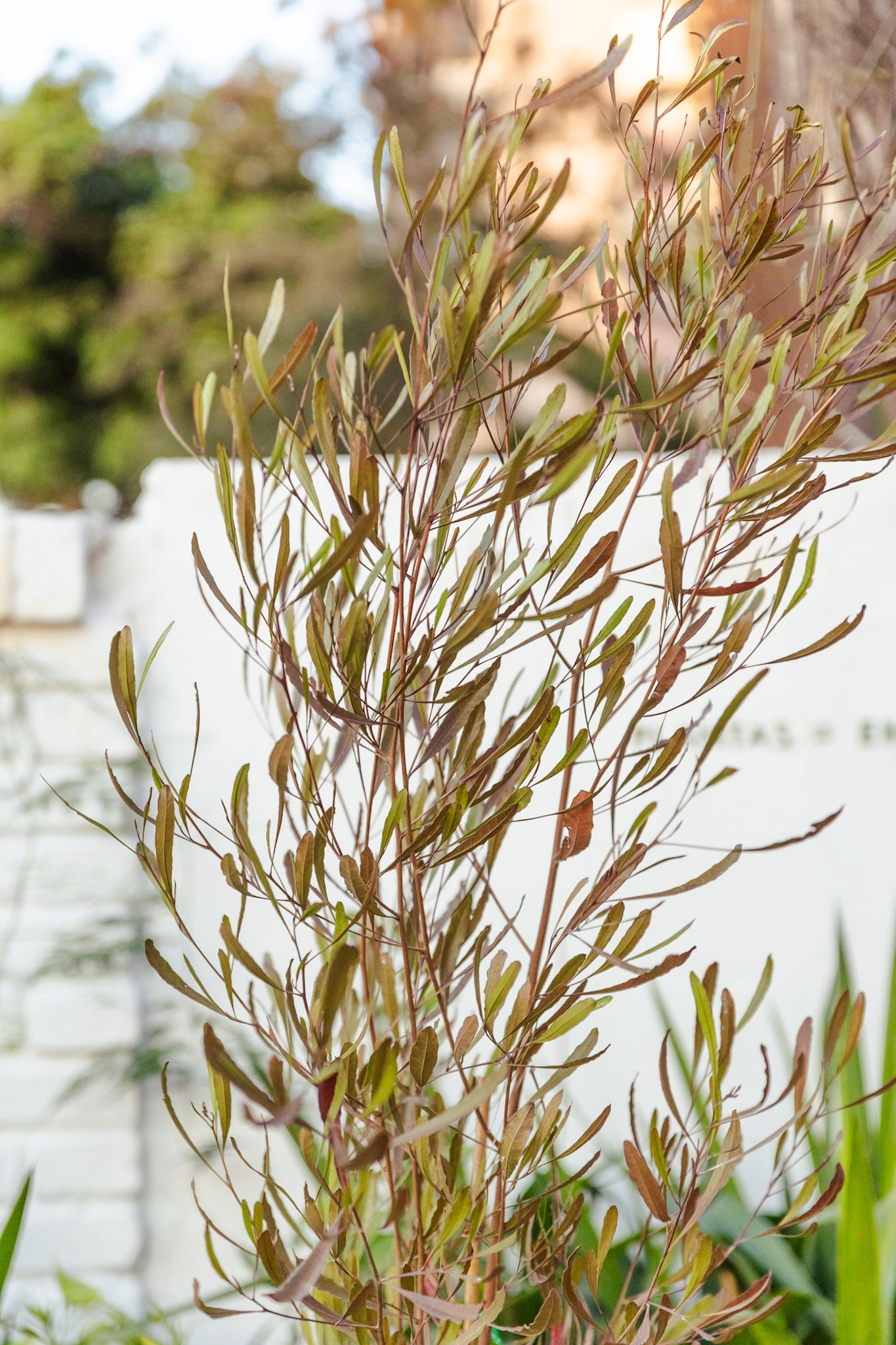 Stenocarpus - Imagen 3