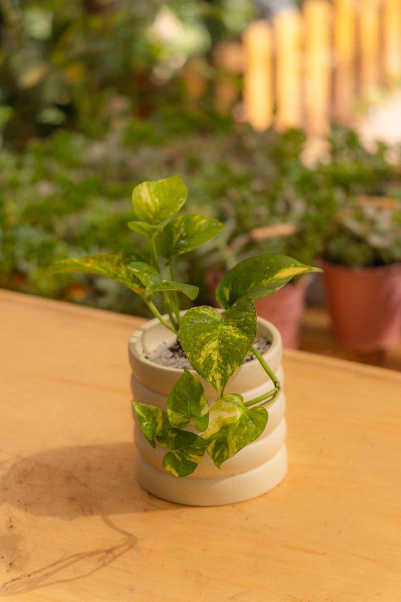 Pothus - Imagen 3