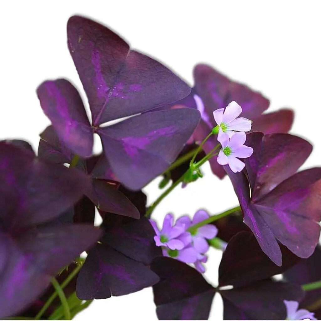 Oxalis Triangularis Trébol Africano