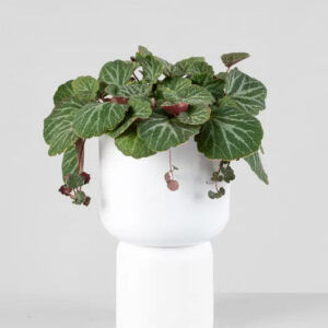 Saxifraga Stolonifera