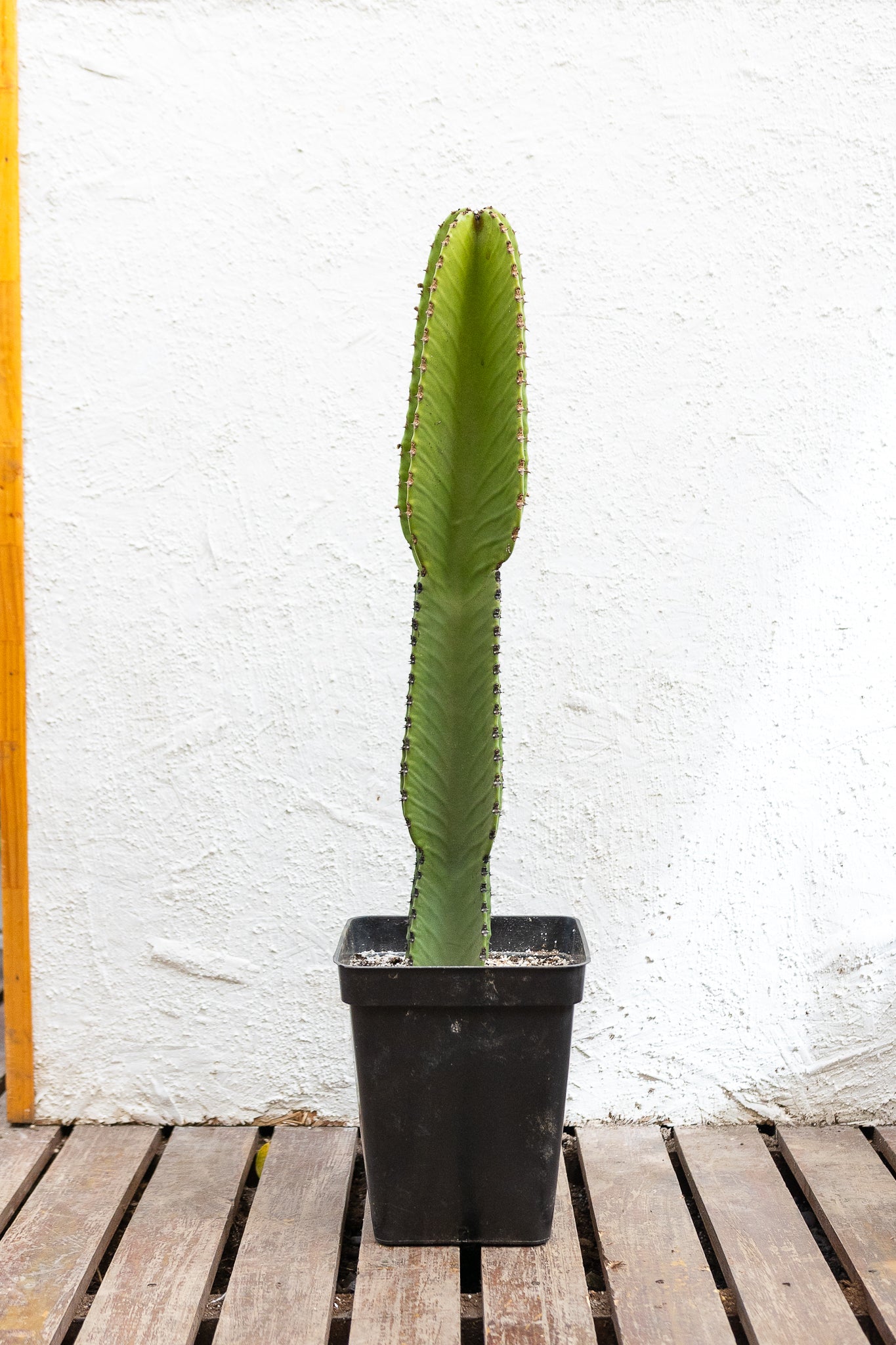 Cactus Euphorbia - Imagen 5
