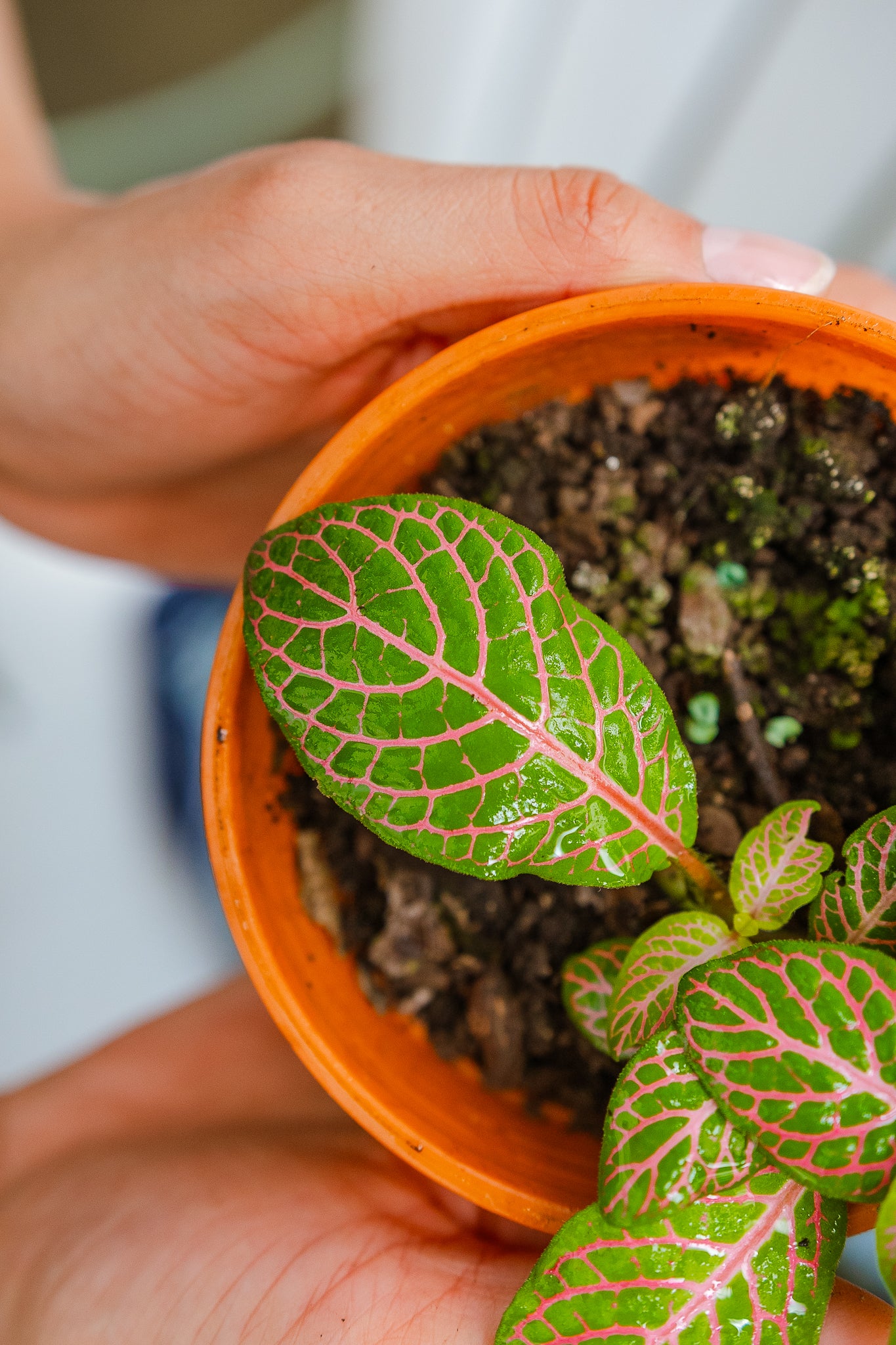 Fittonia - Imagen 3
