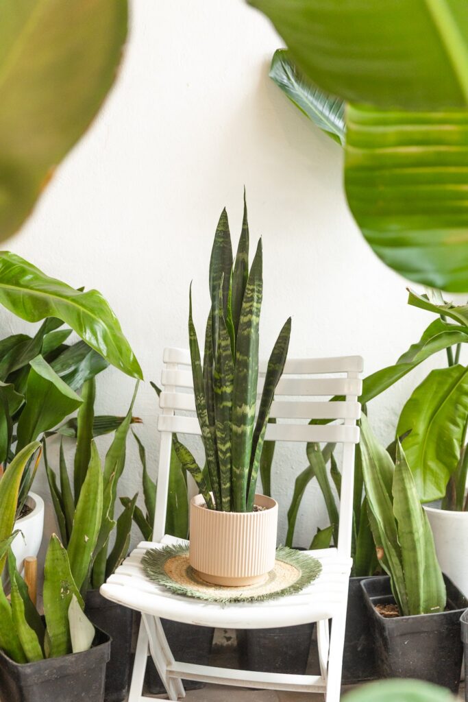 Sansevieria Black Coral XL
