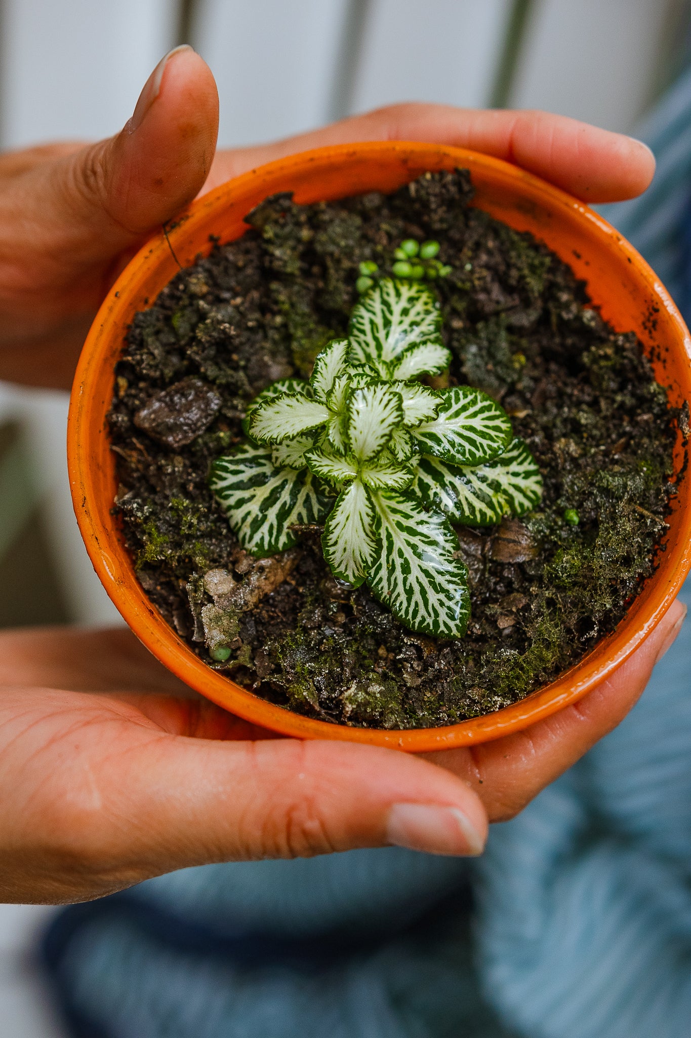 Fittonia - Imagen 2