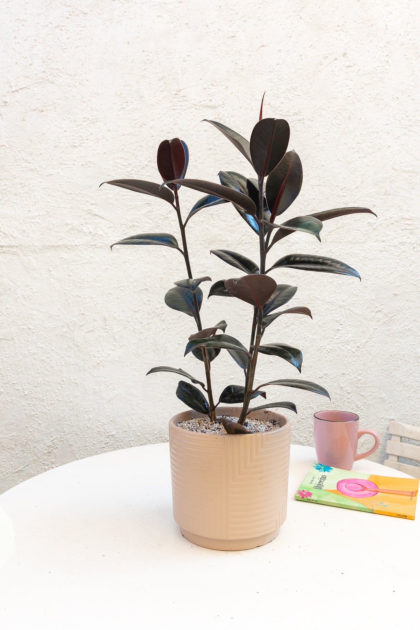 Ficus Burgundy Gomero - Imagen 2