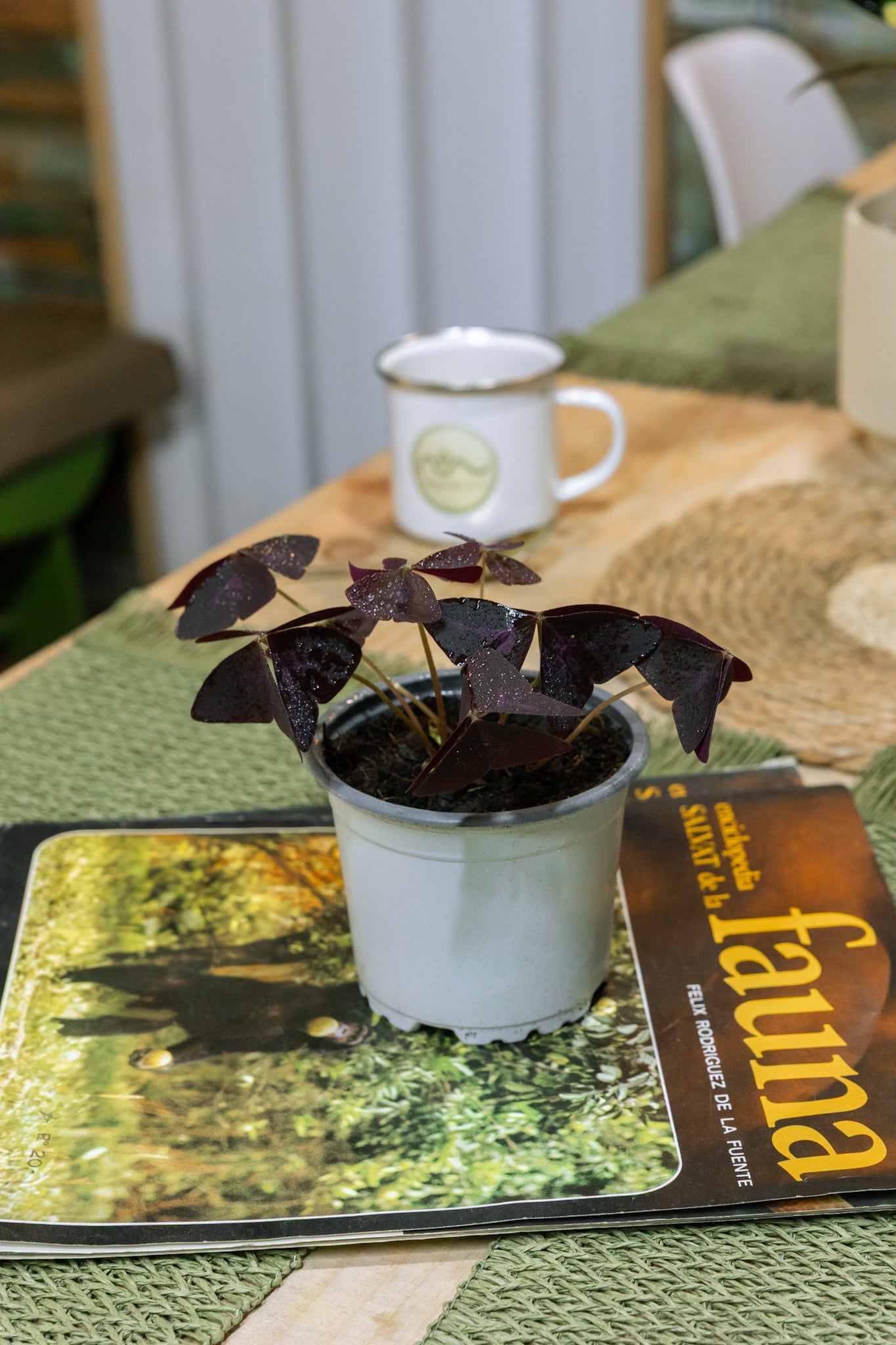 Oxalis Triangularis Trébol Africano - Imagen 2