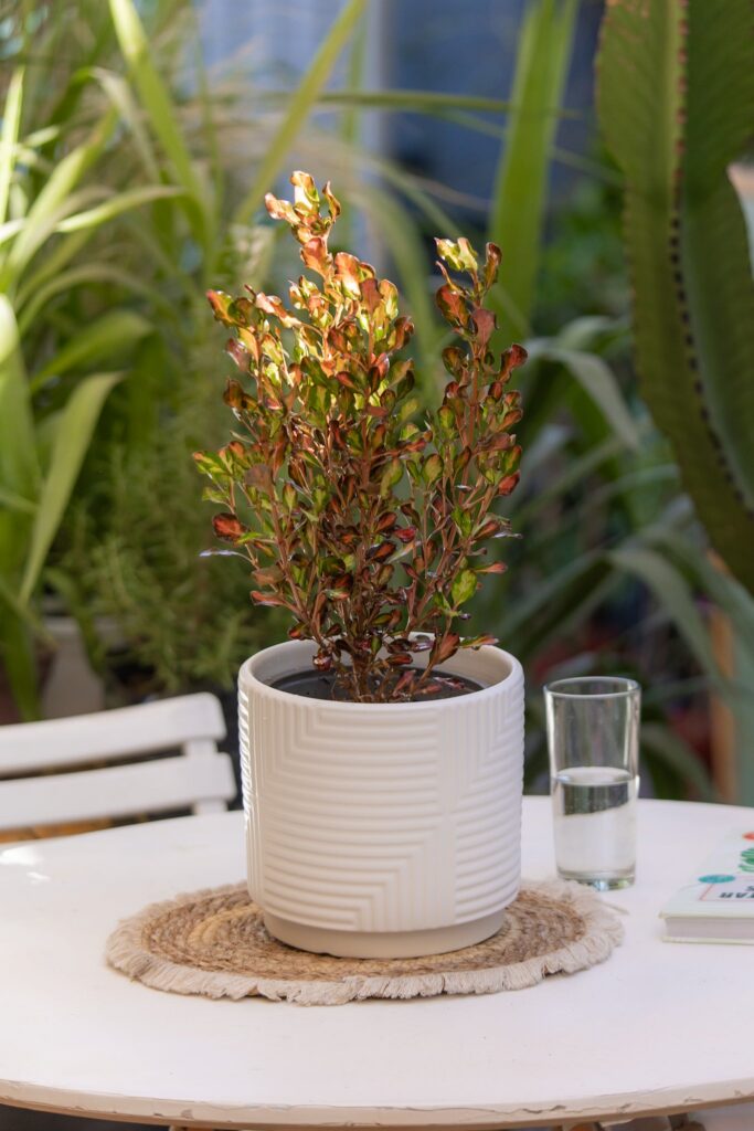 Coprosma