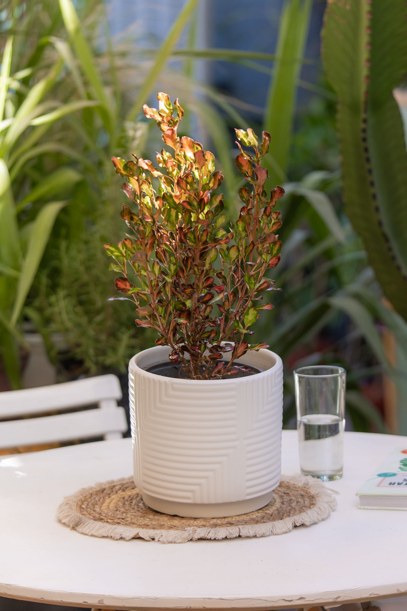 Coprosma