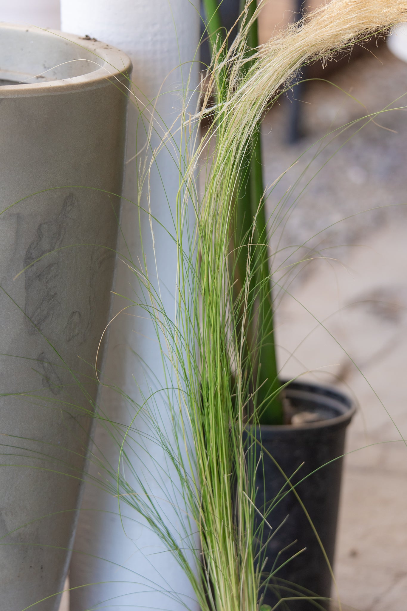 Stipa - Imagen 2