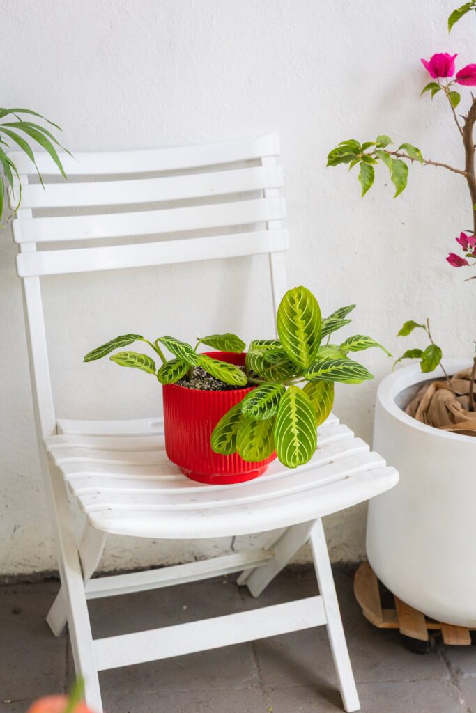 Maranta Lemon Lime