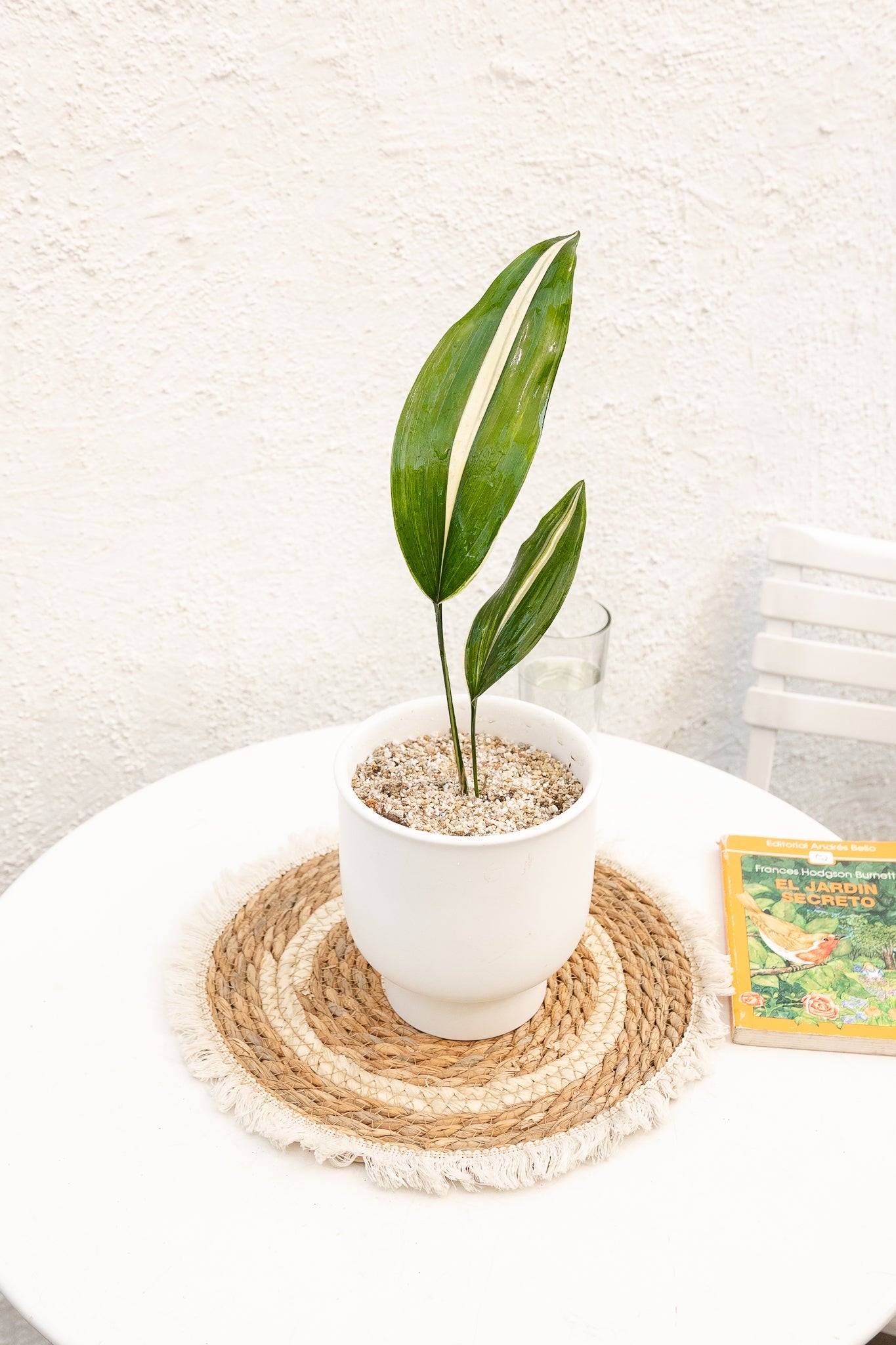 Aspidistra - Imagen 3