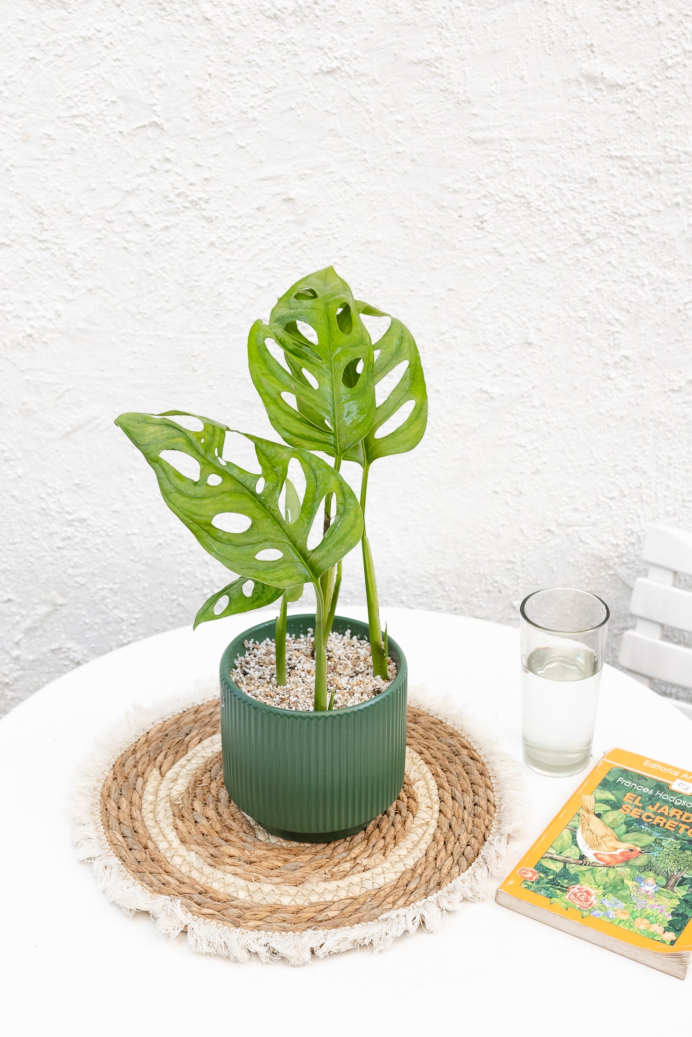 Monstera Adansonii - Imagen 4