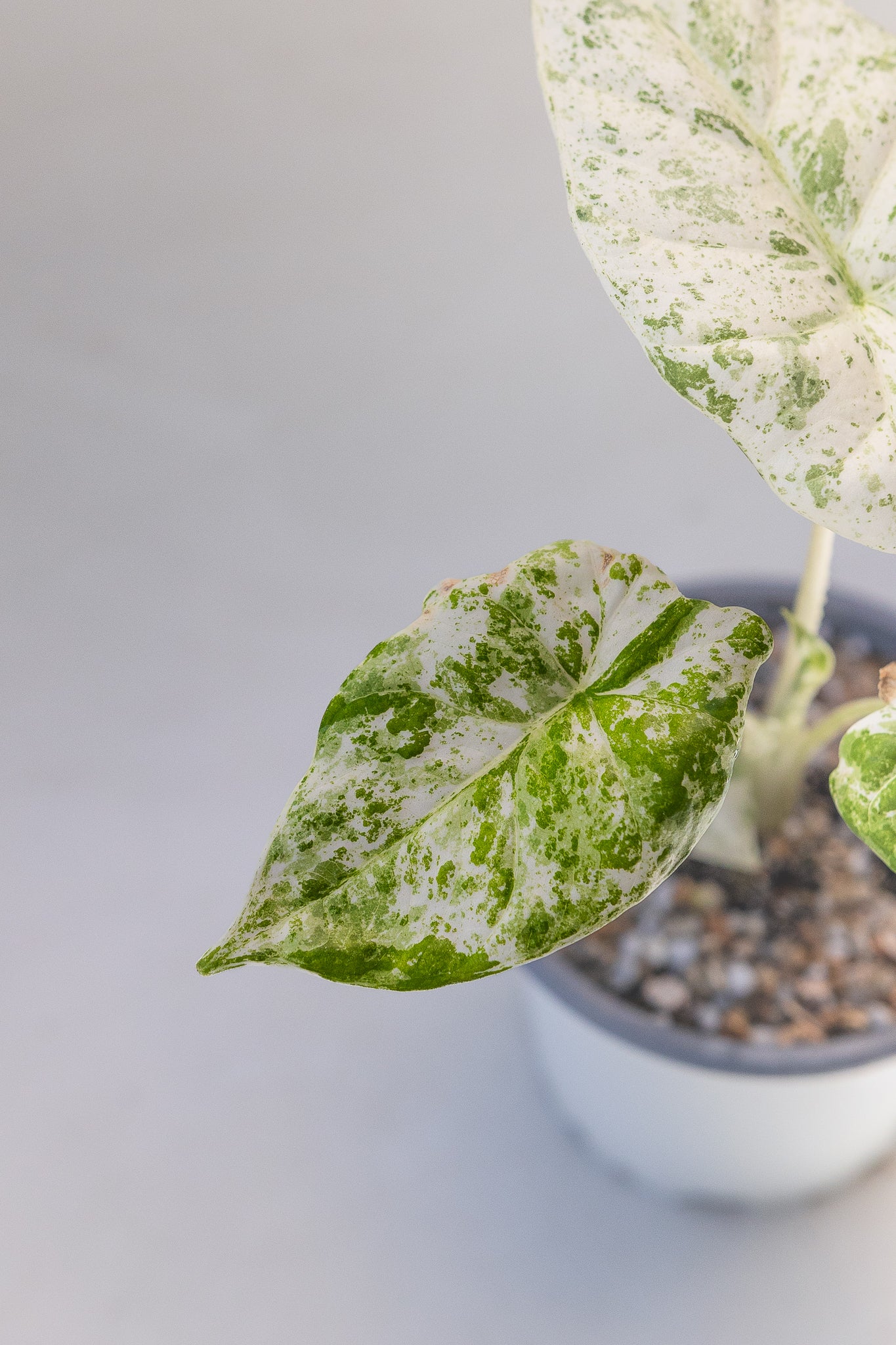 Alocasia Batik - Imagen 5