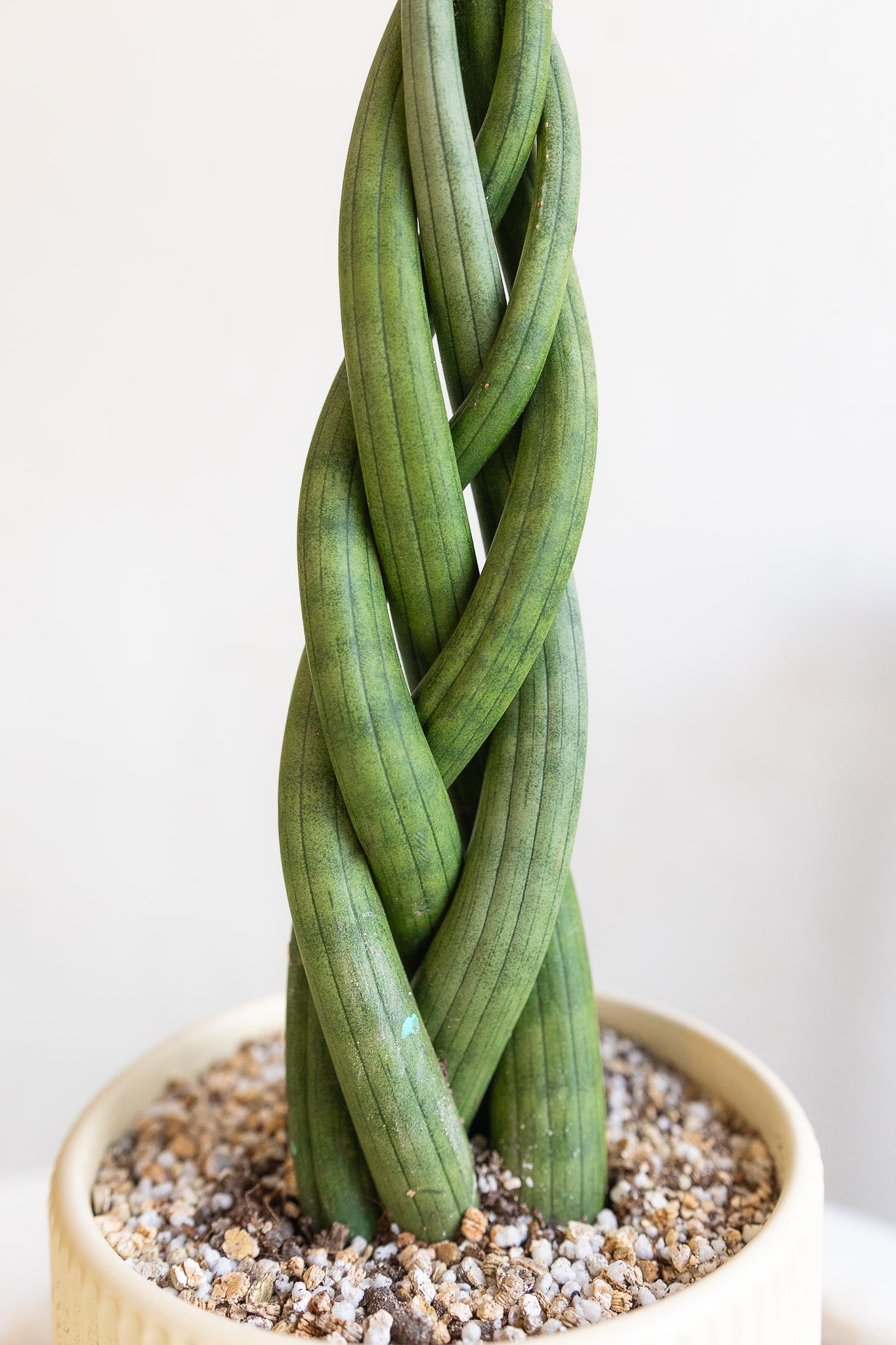 Sansevieria Trenzada - Imagen 3