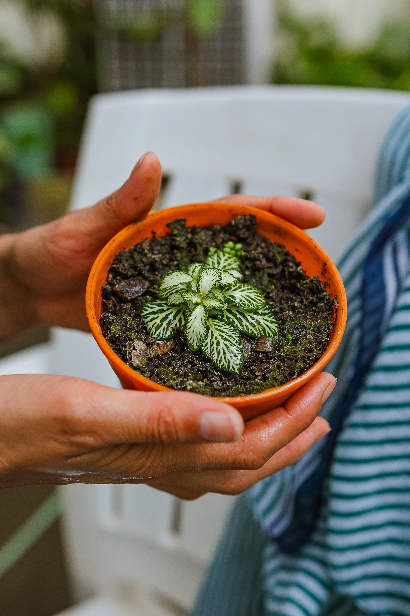 Fittonia - Imagen 4