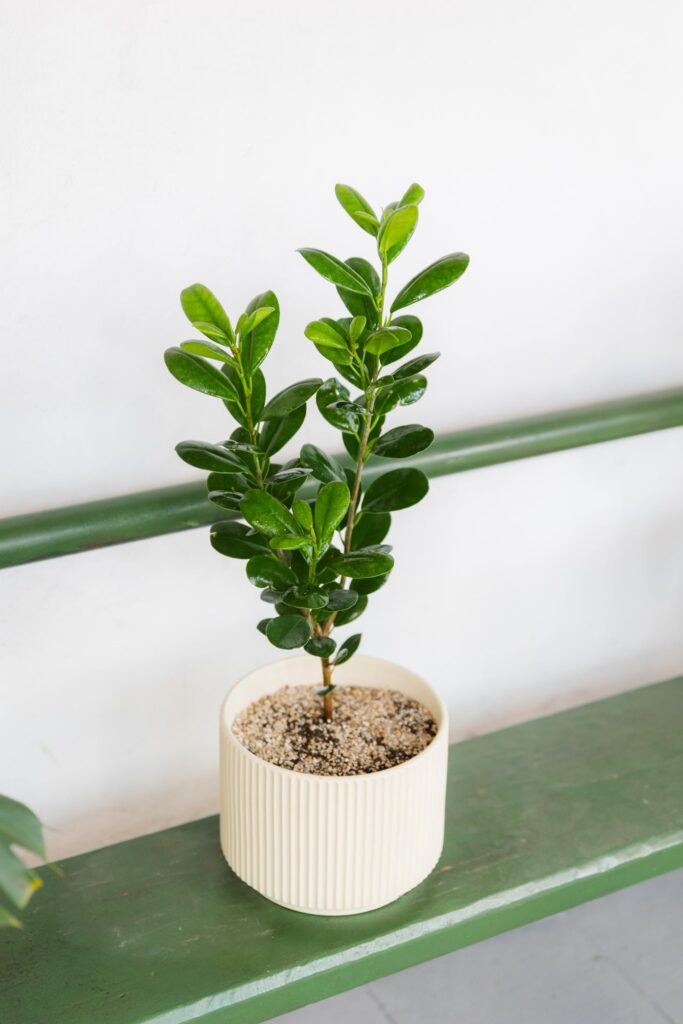 Ficus Moclame