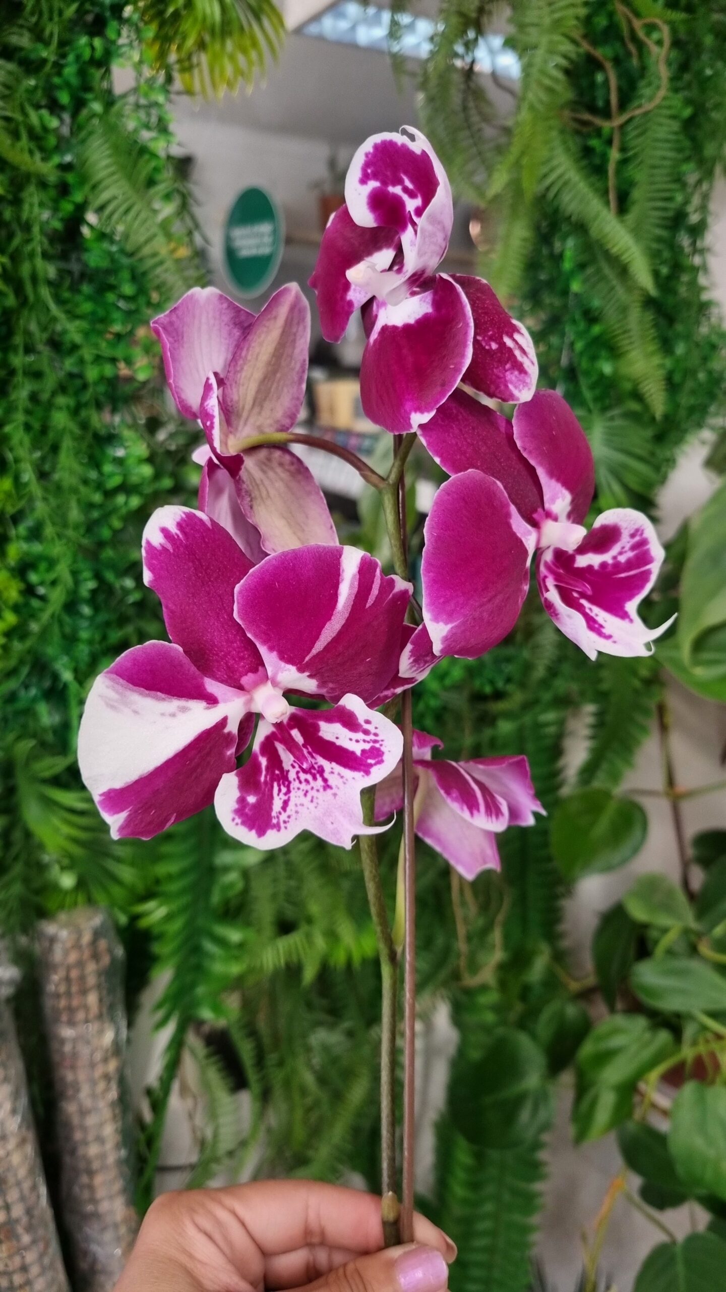 Orquídea - Imagen 5
