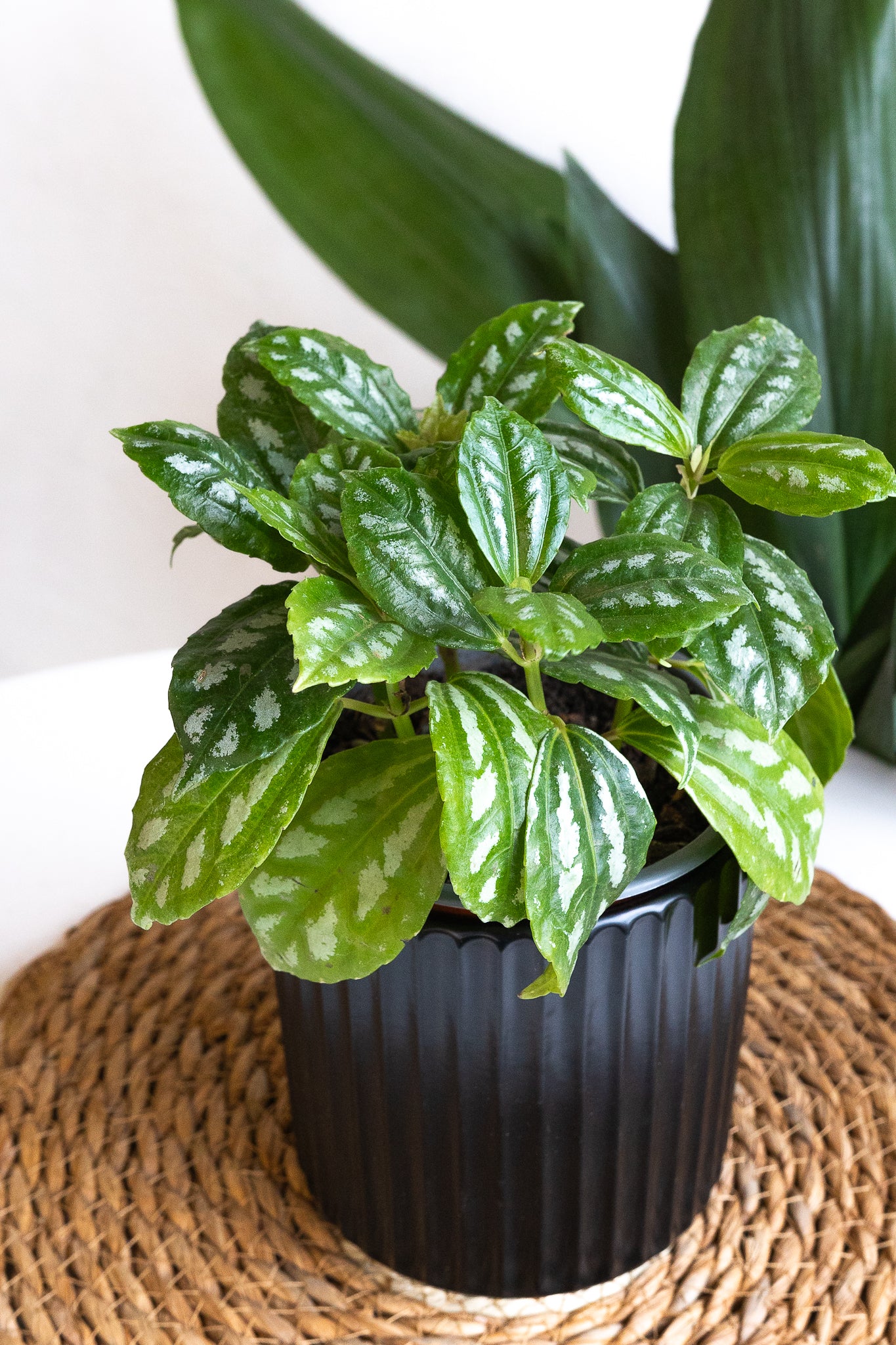 Pilea Cadierei - Imagen 2