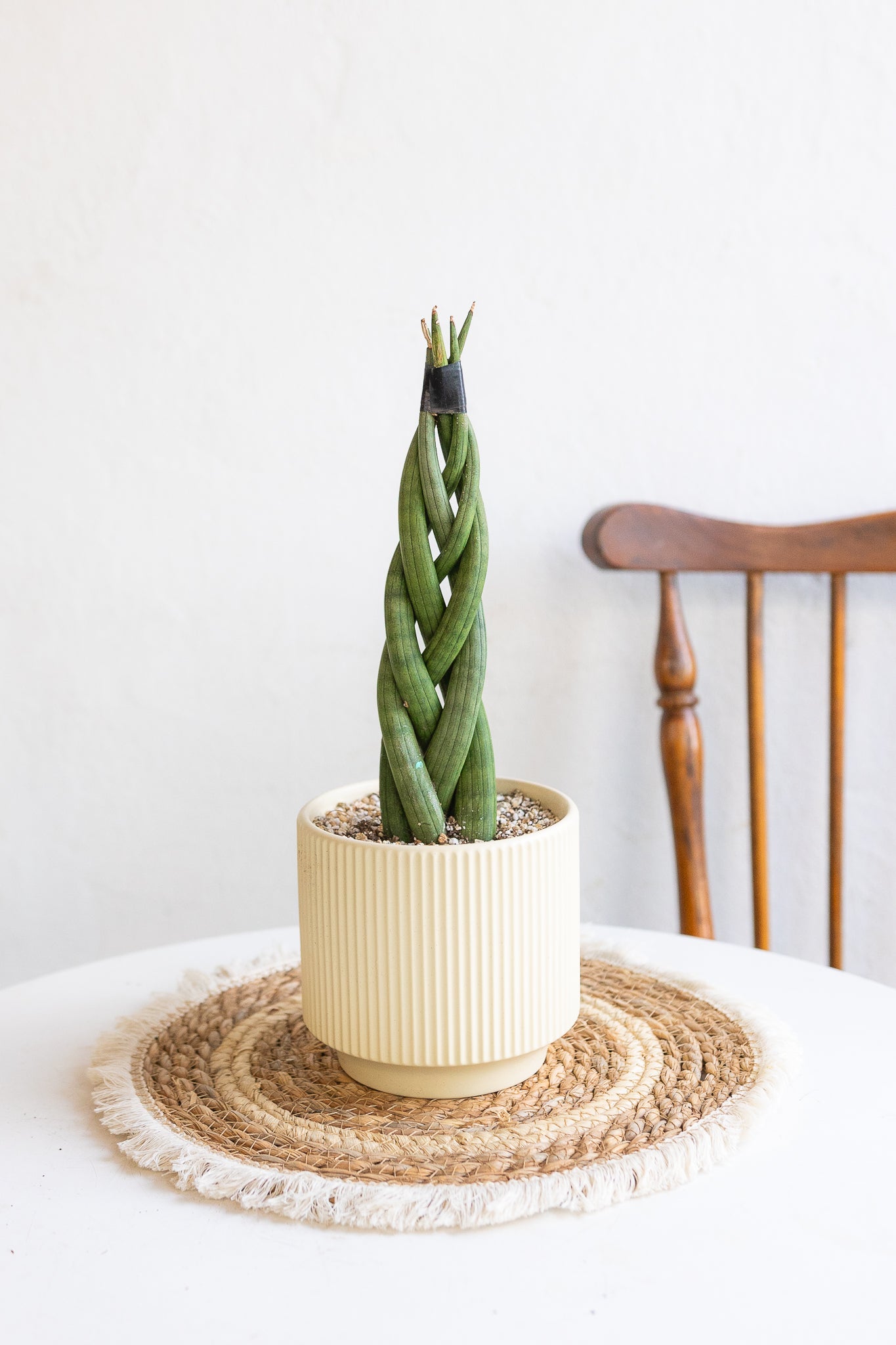 Sansevieria Trenzada