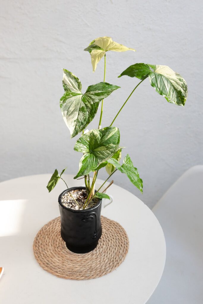 Singonio Variegado