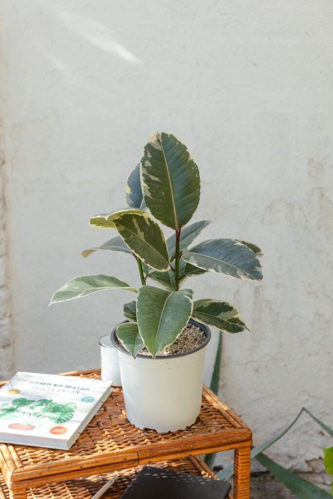 Ficus Tineke Gomero