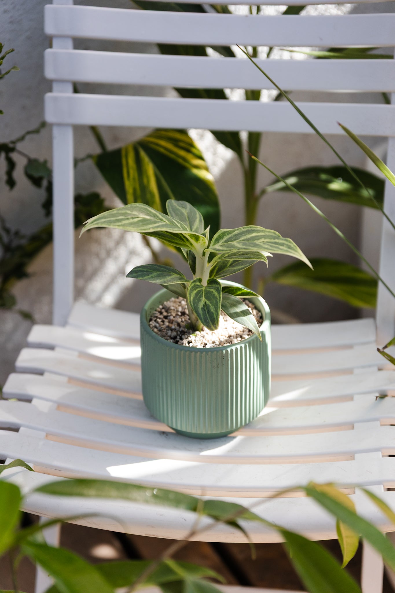 Aglaonema Mukliamthong - Imagen 2