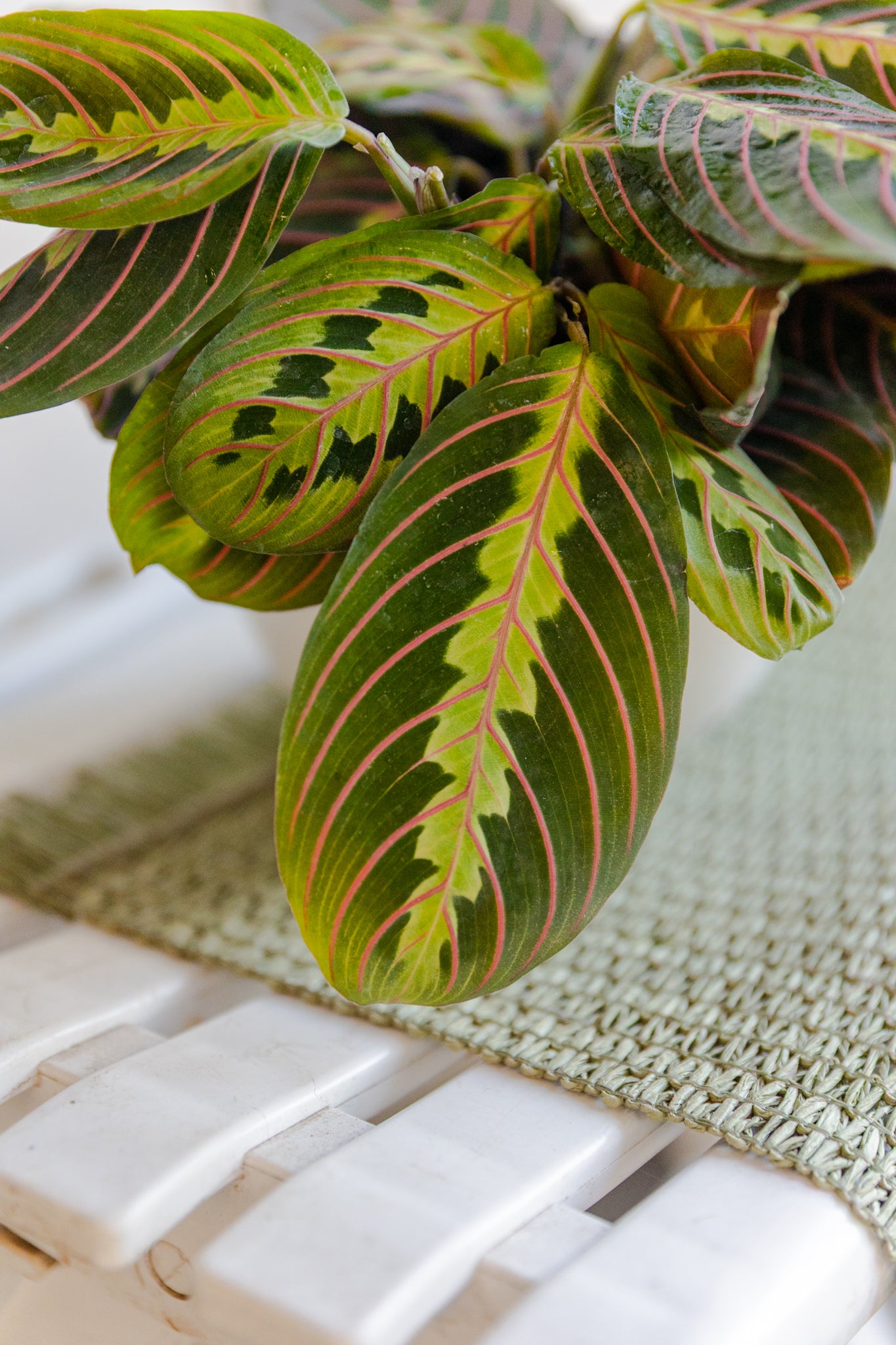 Maranta Leuconeura - Imagen 5