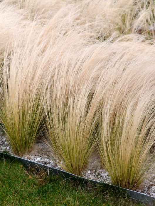 Stipa - Imagen 3