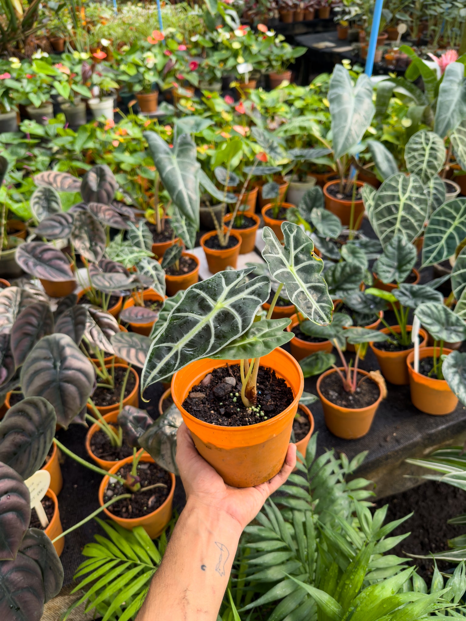 Alocasia Amazonica - Imagen 4