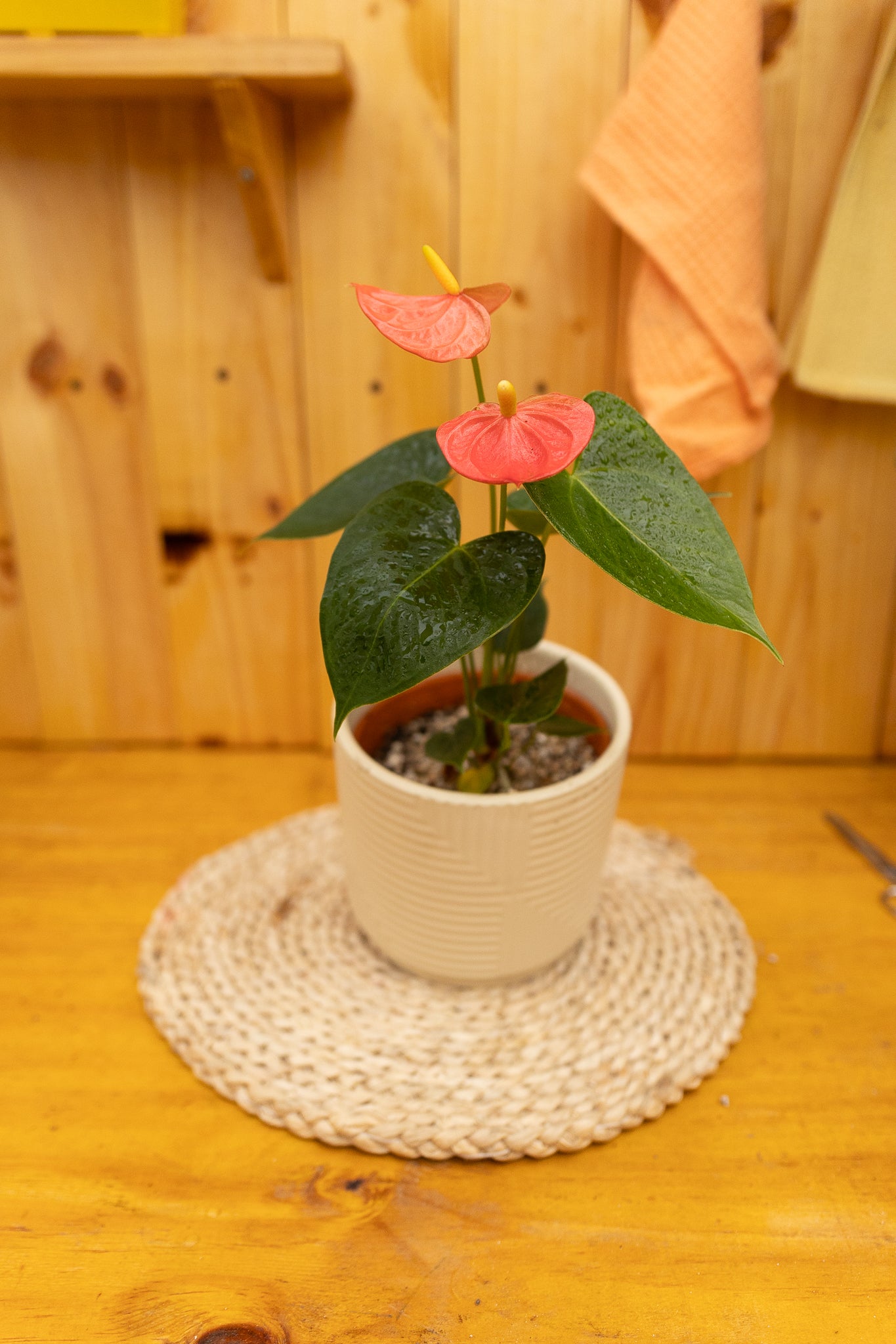 Anturio con flor (Anthurium Andreanum) - Imagen 15